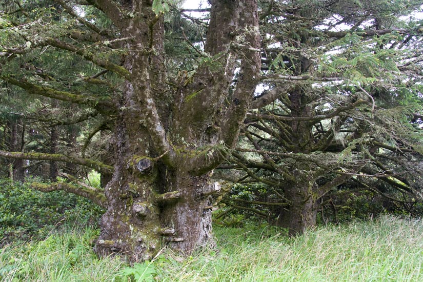 Moss-Covered, Stunted Old Trees