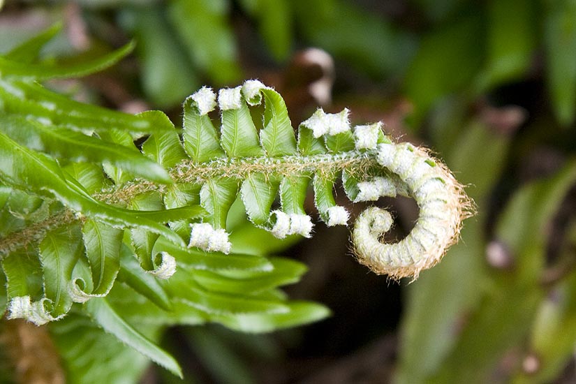 Fern Unfurling