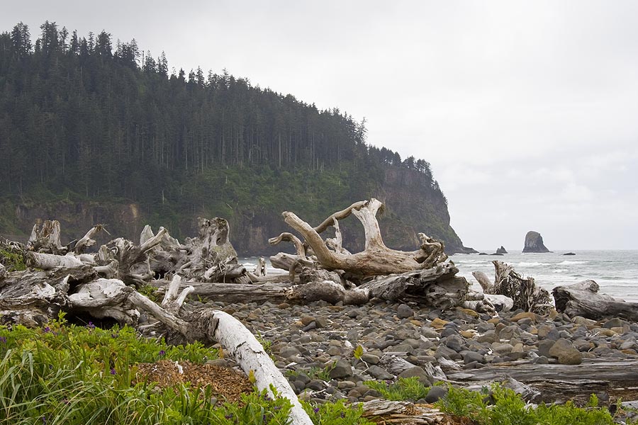 Giant Driftwood