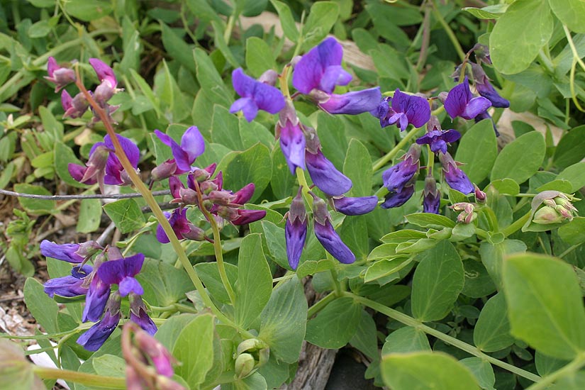 Beach Pea