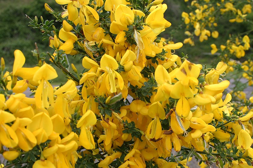 Scotch Broom