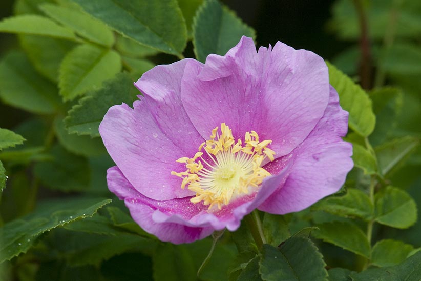Wild Rose