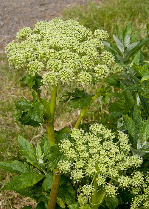 Pale Green Cow Parsnips