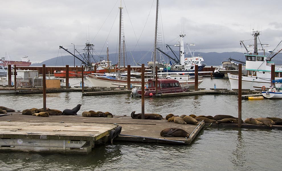 Sea Lions on the Docks