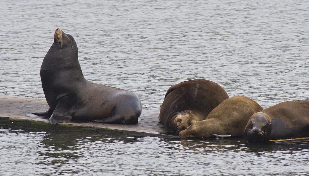 Sea Lions on the Walkway