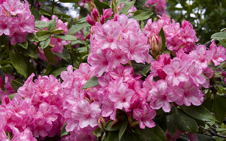 Wet Rhododendrons
