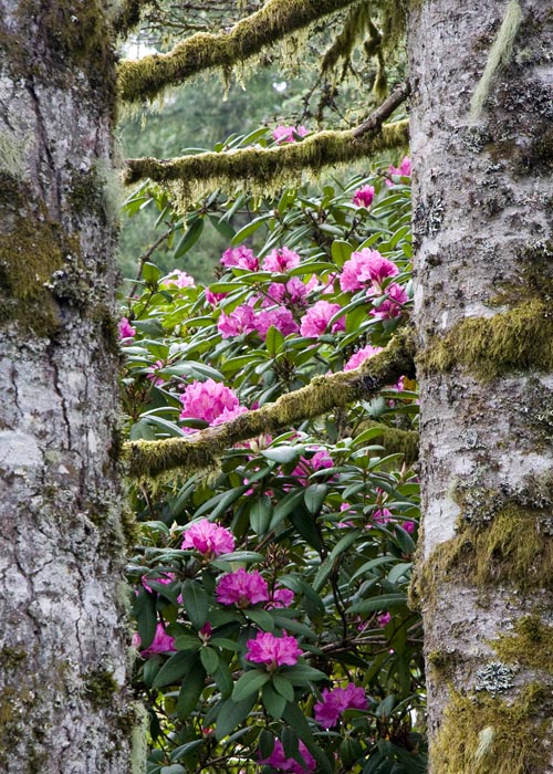 Between the Trees