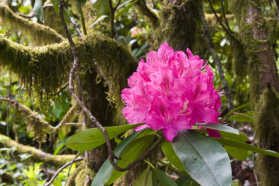 Rhododendrons  