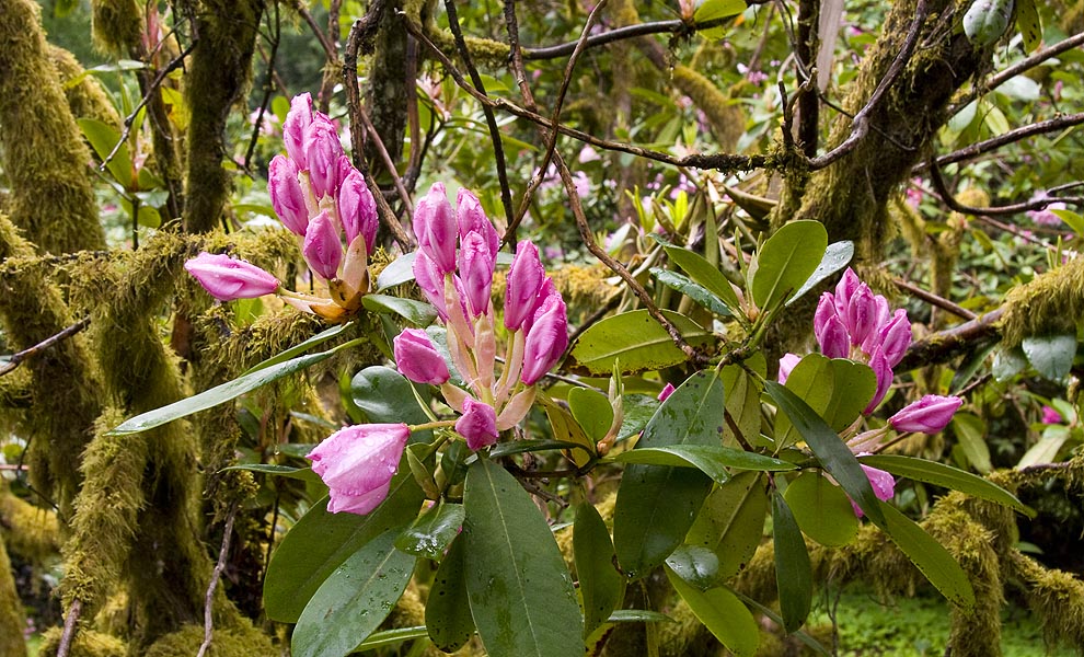 Pink Buds