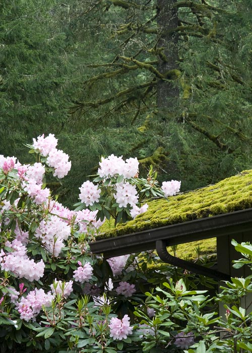 Mossy Roof