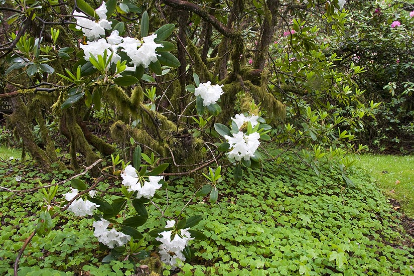 Lush Greenery