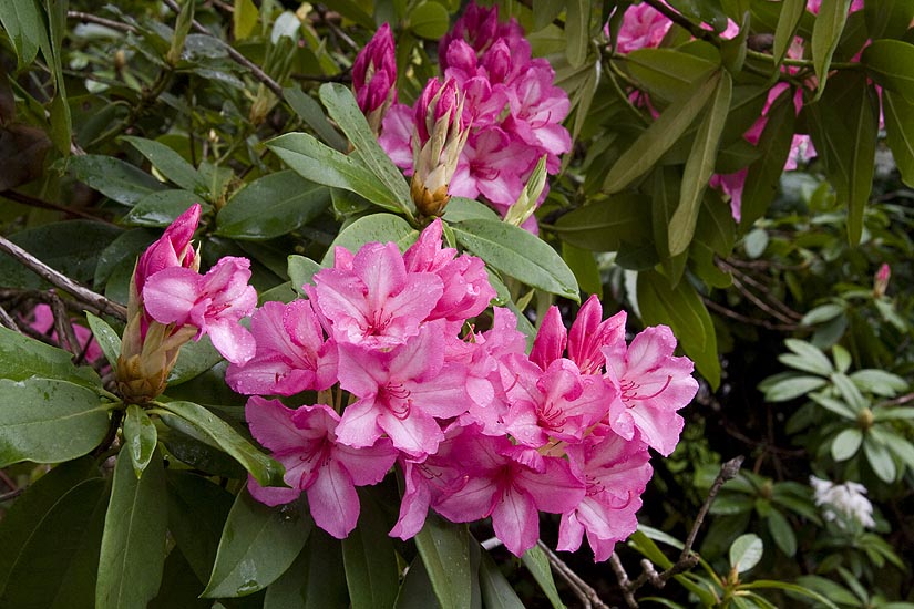 Pink Rhododendrons