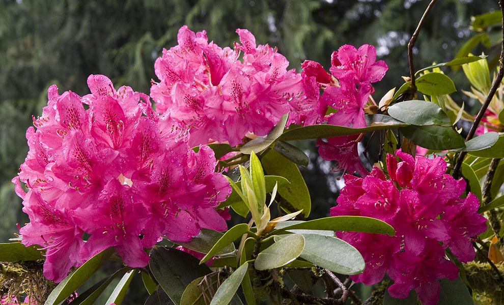 Beautiful Deep Pink Rhododendrons
