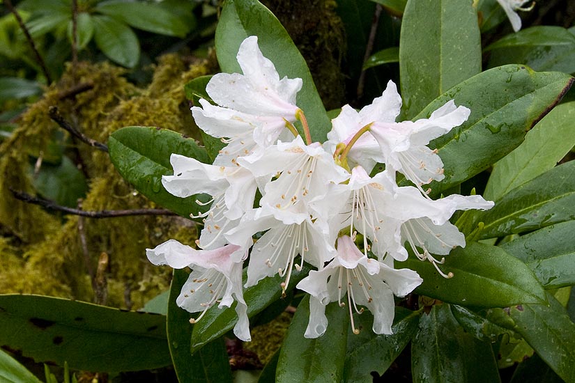 White Rhododendron