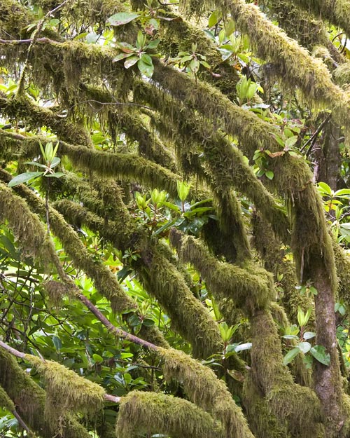 Mossy Bushes