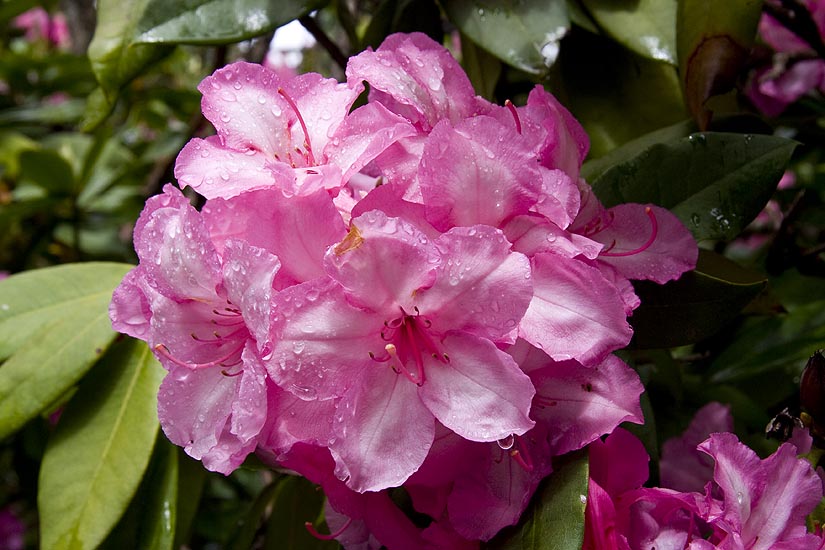 Beautiful Pink Flowers