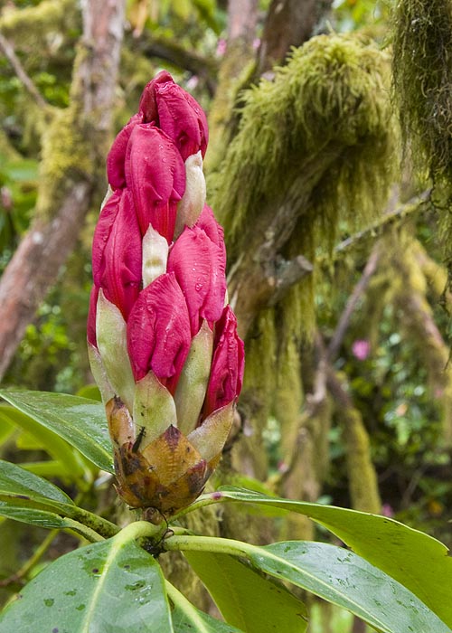 Rhododendron Bud