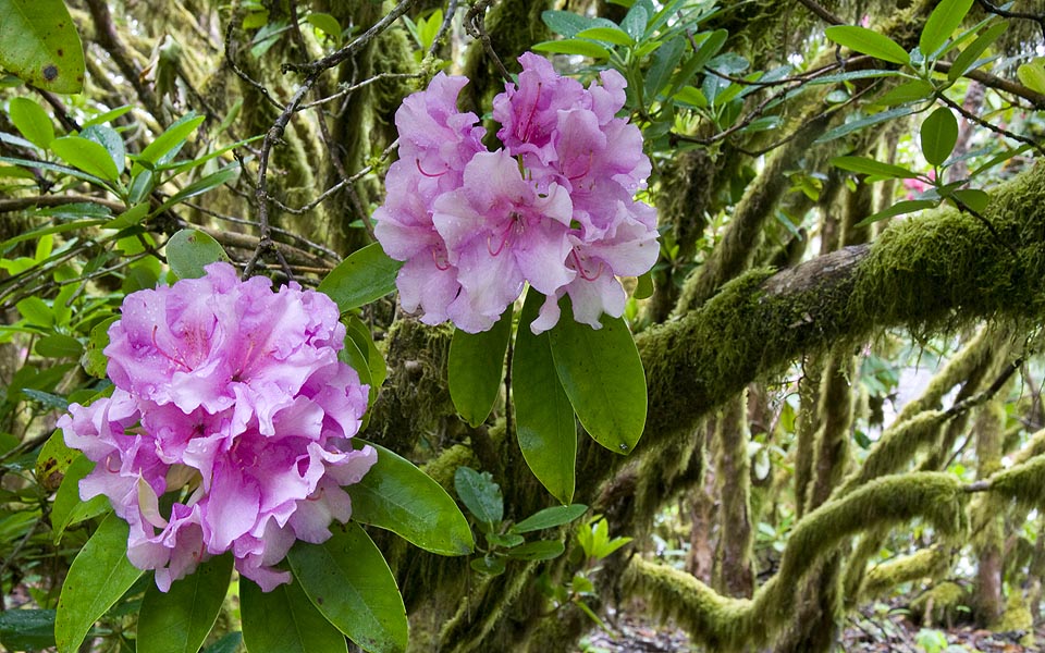 Flowers in the Moss