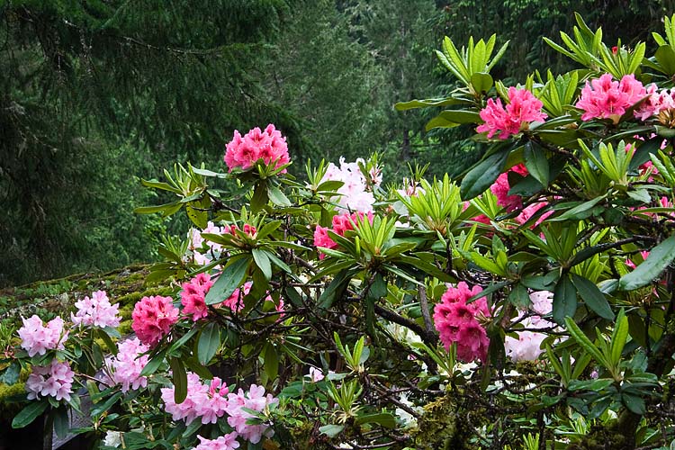 Rhododendrons in the Rainforest