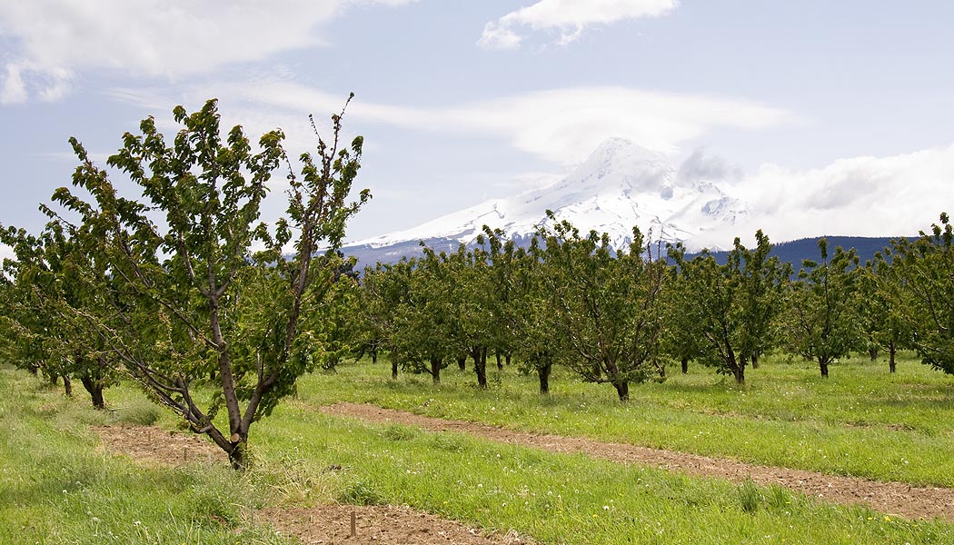 Rising Beyond the Orchards