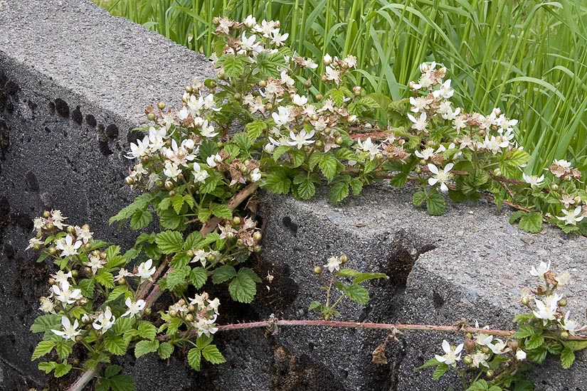 Blackberries