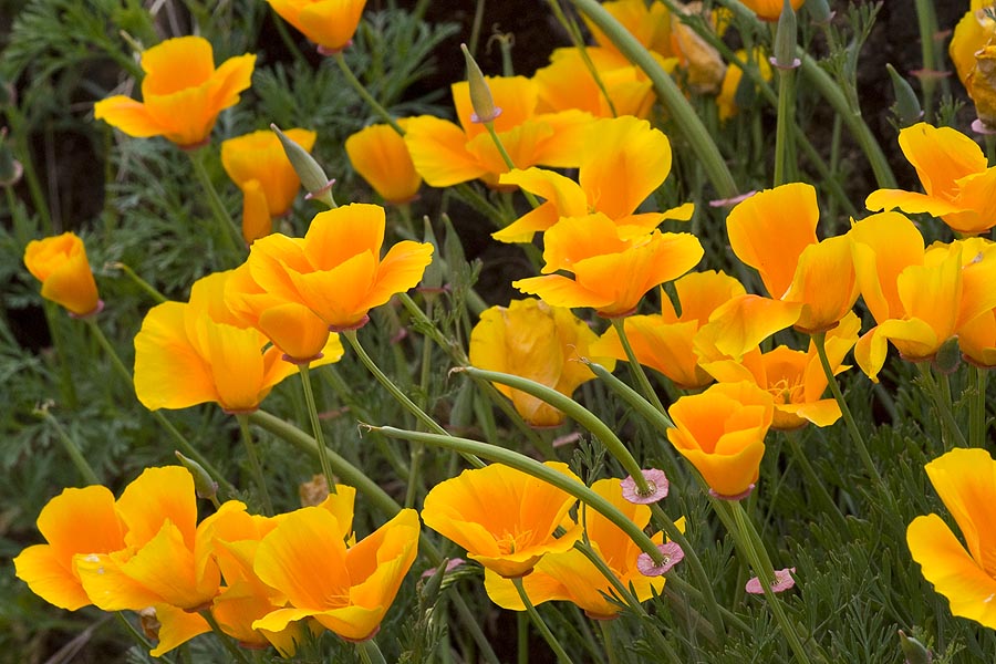 Mexican Gold Poppies