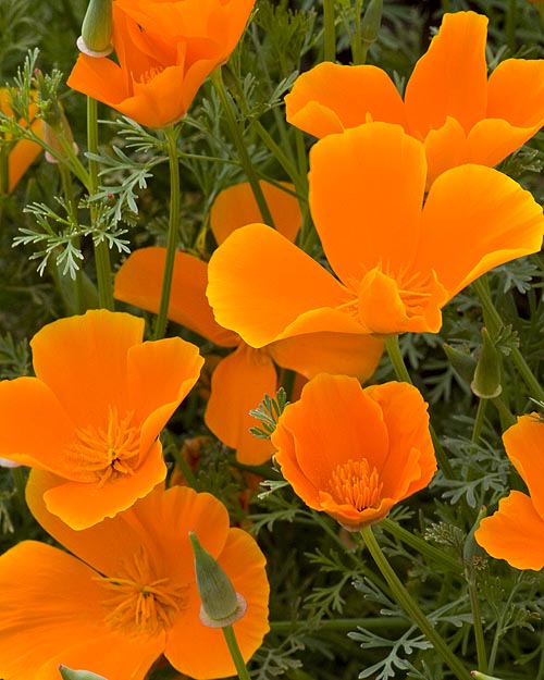 Yellow Edged Petals