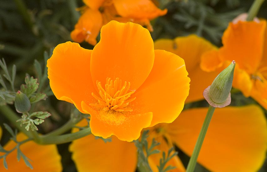 Flower and Seed Pod