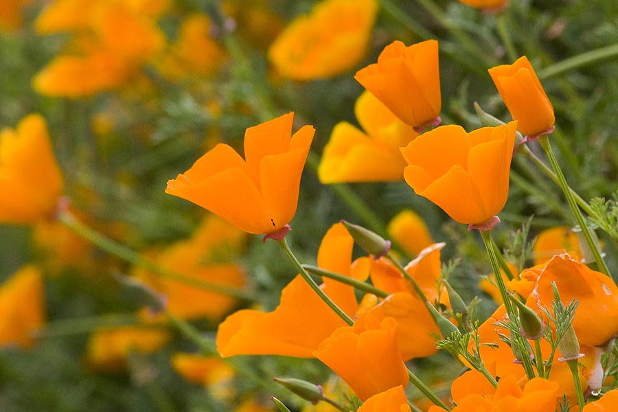 Beautiful Poppies