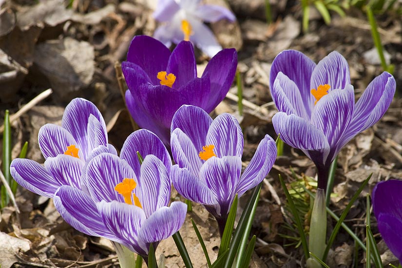 Crocuses
