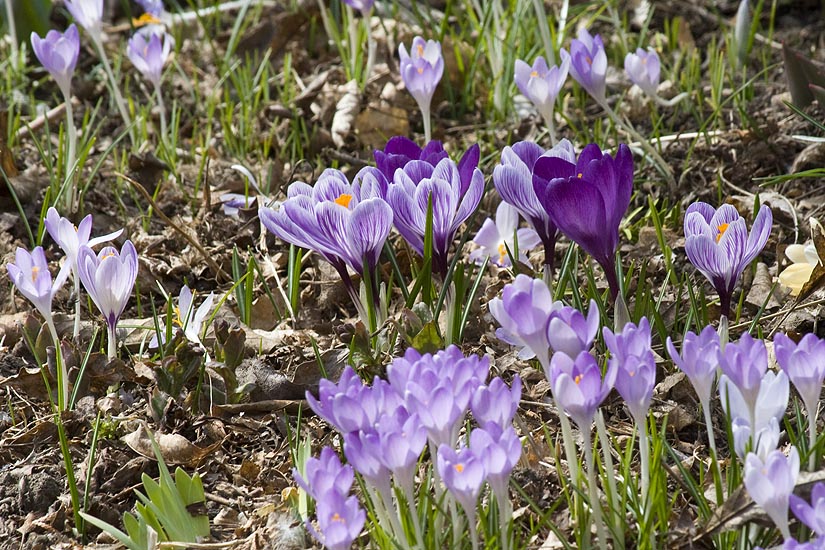 Spring Garden