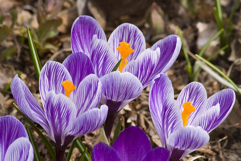 My Favourite Crocuses