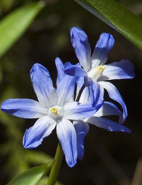 Single Scilla