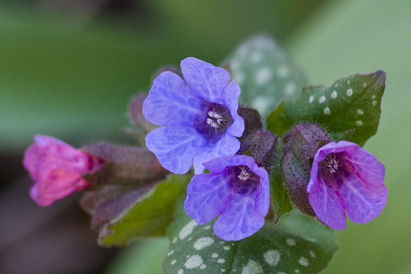 Lungwort