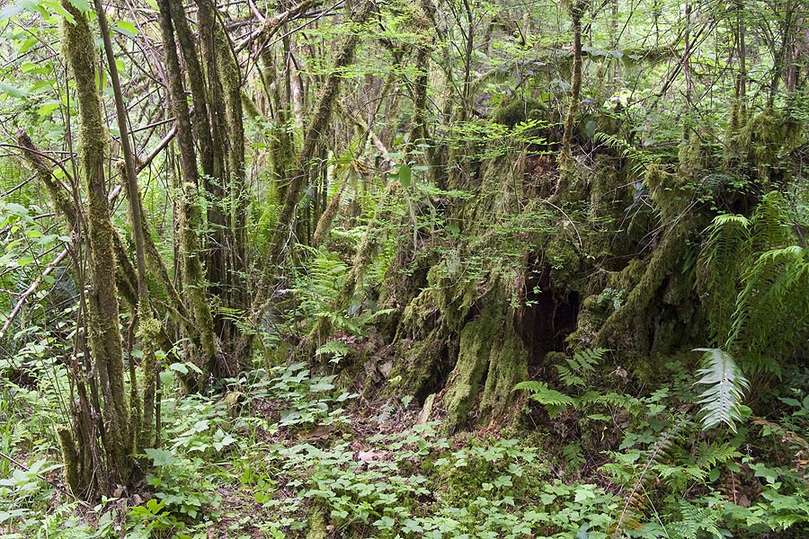 Lush Greenery