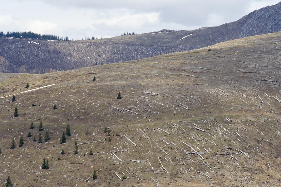 Flattened Forest