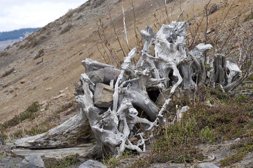 Giant Tree Root