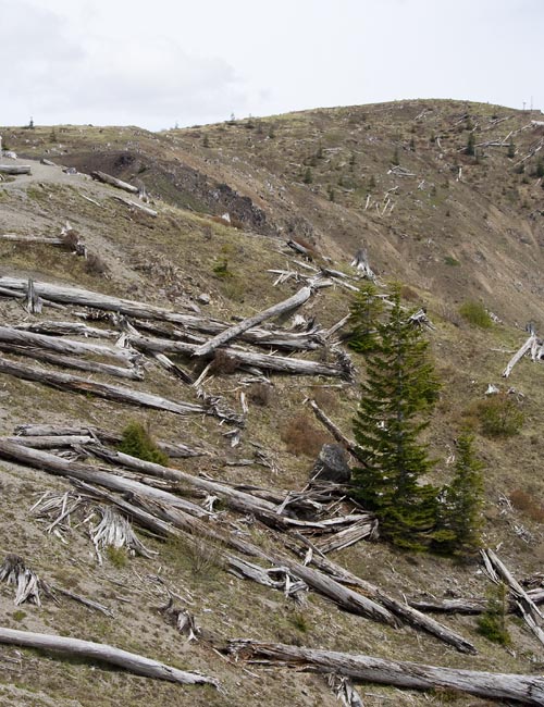  New Growth among the Fallen Trees
