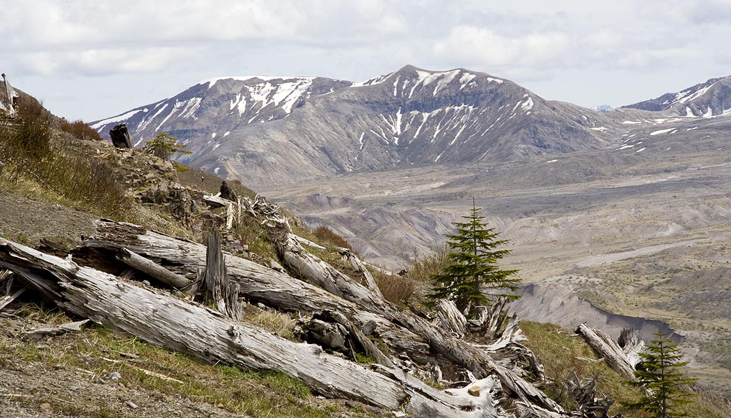 Barren Hillside Covered with Fallen Trees