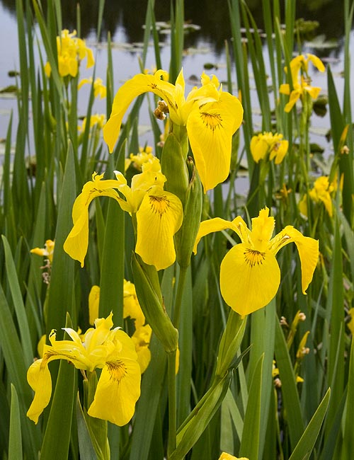 Yellow Flags