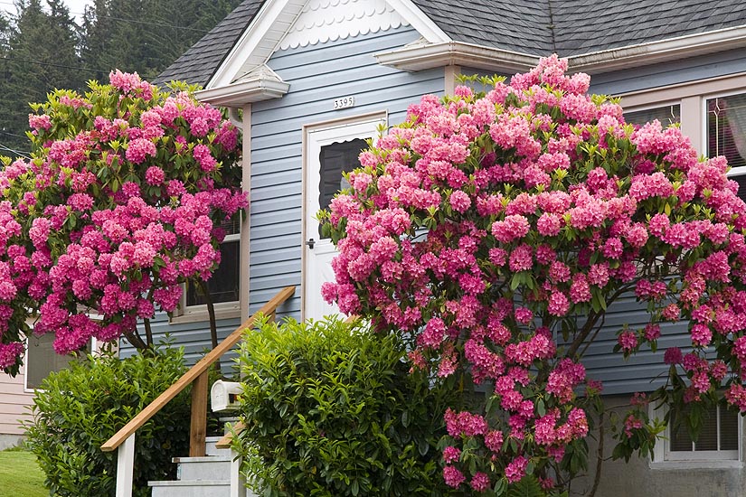 Rhododendrons  