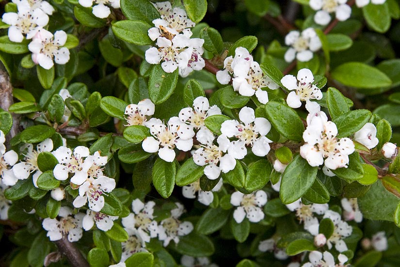 Tiny Flowers