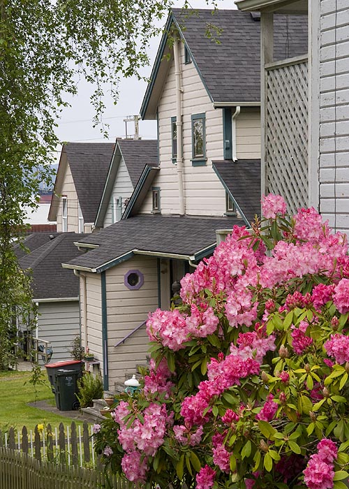 Rhododendrons in the Backyard