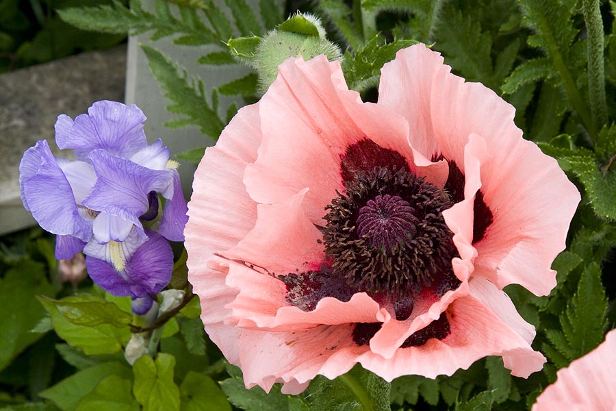 Poppy and iris