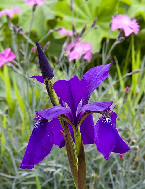 Purple Iris