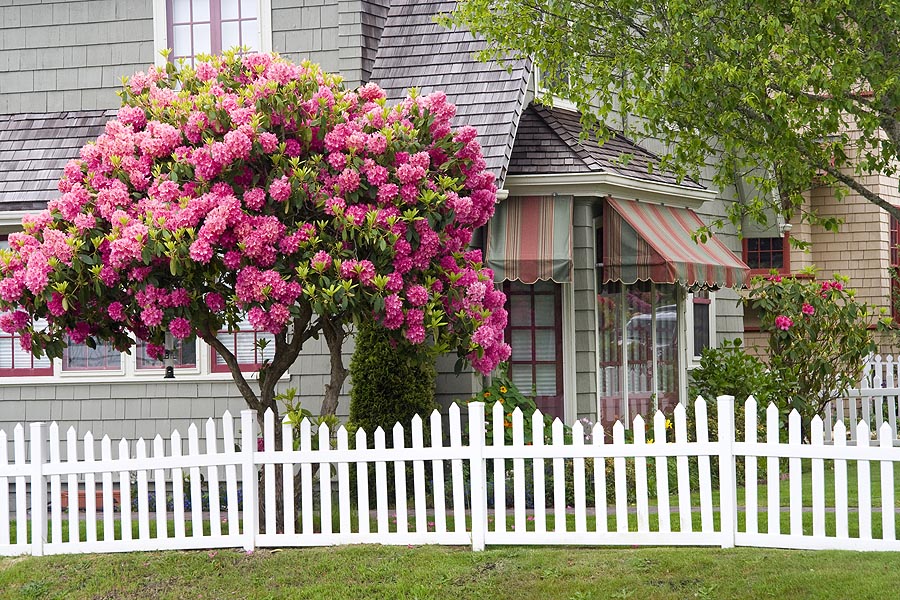 White Picket Fence