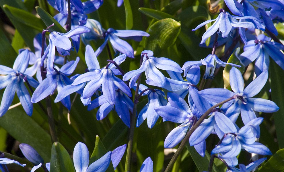 True Blue Scillas