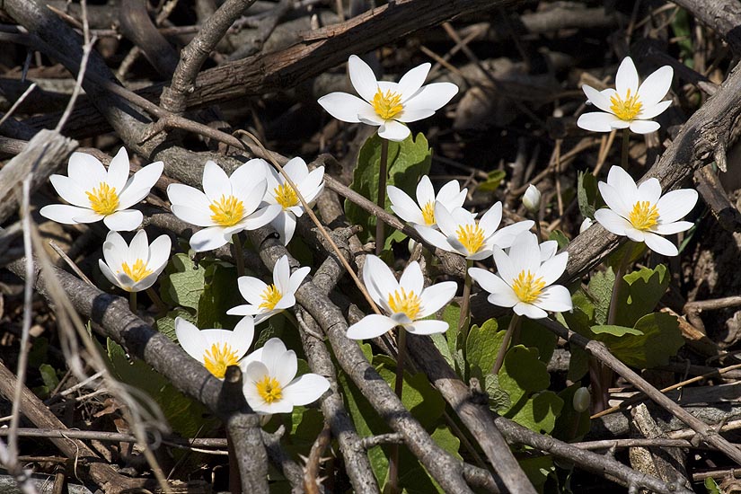 Bloodroot