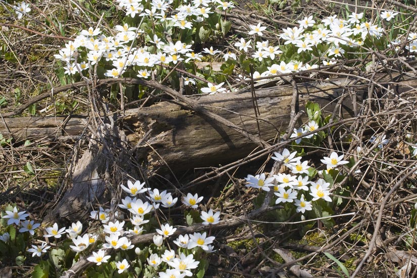 Bloodroot in the Undergrowth