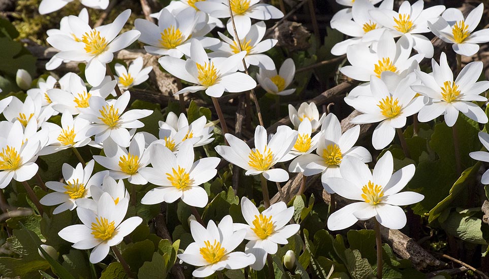 Closer Look at the White Flowers